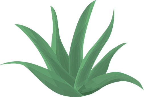 Aloe Vera Plant Green Aloe Vera Leaf Botan - Cute Aloe Vera Transparent (506x340)