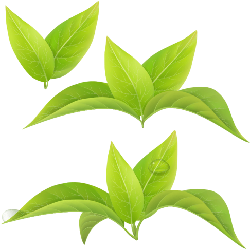 Curcuma - Te De Hojas (500x500)