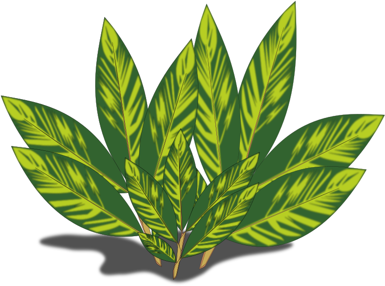 Medium Image - Alpinia (800x800)