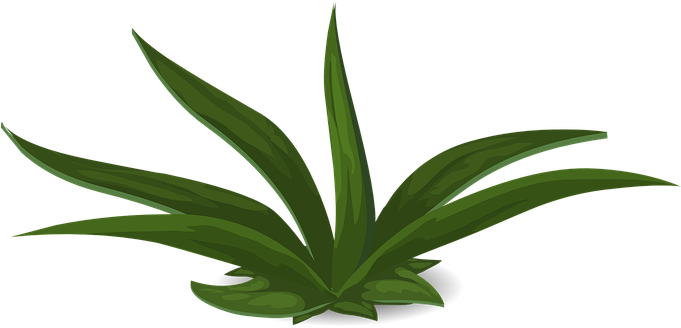 Green Plants Leafy Greenery Foliage Long T - Pflanzen Transparent (680x340)