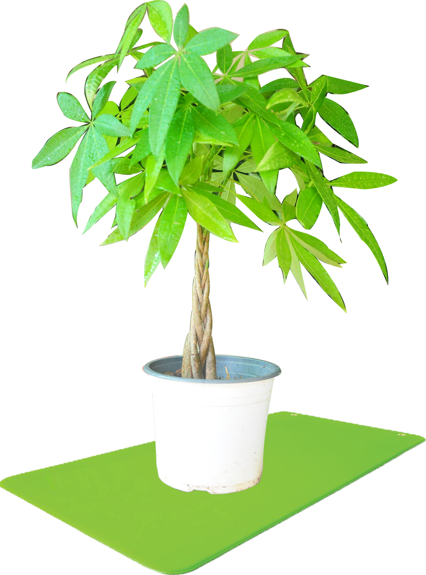 Sun - Houseplant (1428x1925)