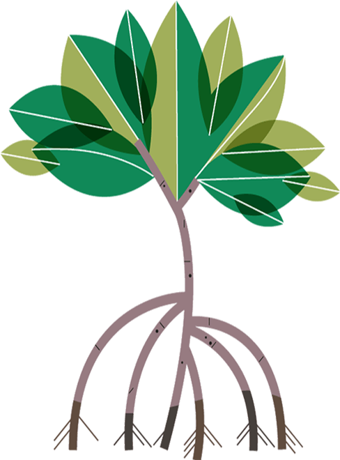 Consiga Un Reunion - Mangrove Tree Clipart (490x688)