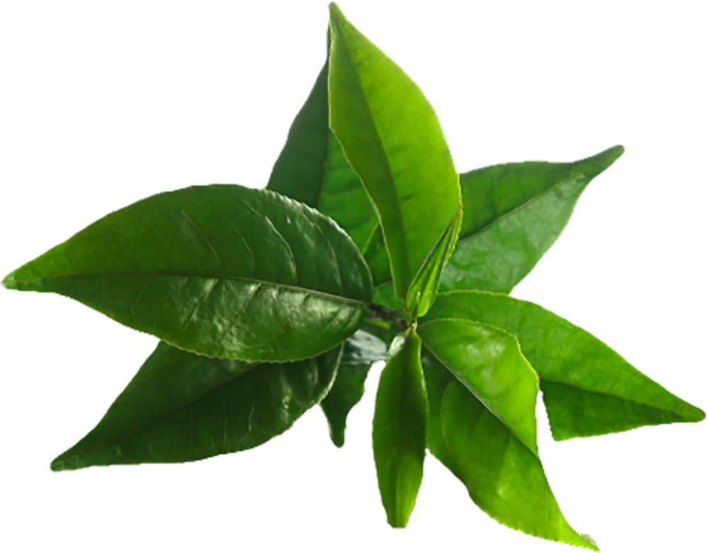 Image Result For Tea Tree - Benefits Of Green Tea (1024x1024)