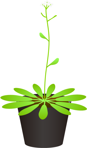 201108 Arabidopsis Thaliana - Flowerpot (342x596)