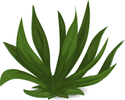 Grasses, Green, Plants, Leafy, Tall - Non Flowering Plants (423x340)