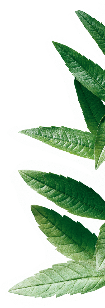 Verbena - Sonnentor Lemon Verbena, Tea Bags, 20x1g (398x1170)