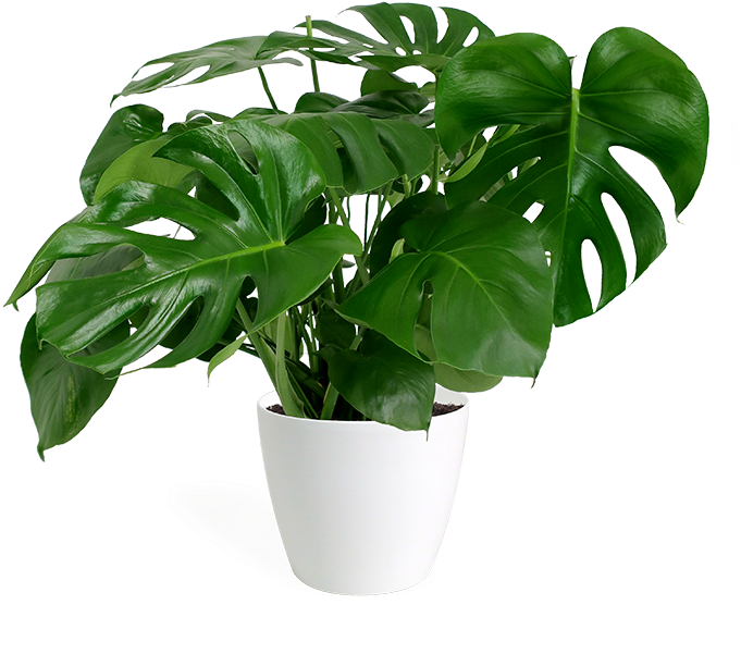 Monstera Deliciosa Large In Eva White - Monstera Delicosa Png (700x606)