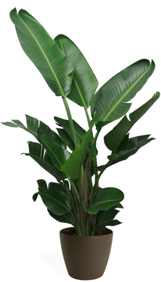 Bird-of-paradise (325x600)