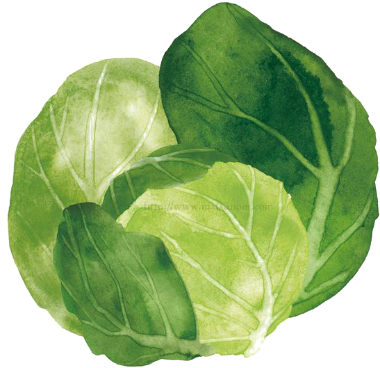 Spring Greens Cabbage Watercolor Painting Vegetable - Cabbage Png (564x546)