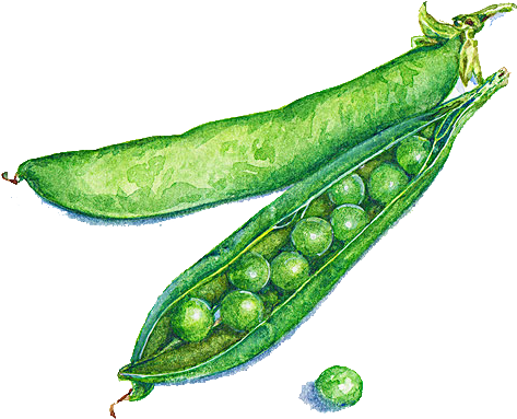 Pea Illustrator Watercolor Painting Food Illustration - Green Pea Watercolor Png (600x556)
