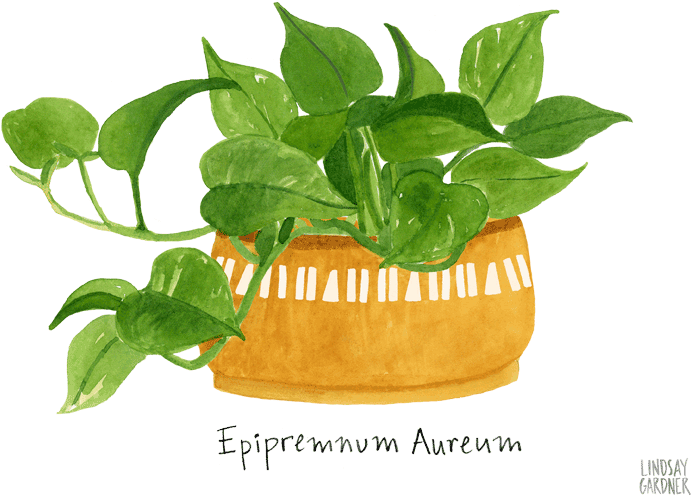 "epipremnum Aureum" Watercolor Painting For Flow Magazine - Houseplant (768x576)