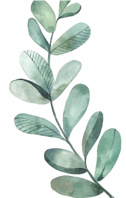 Kisspng Leaf Drawing Watercolor Painting Illustration - Eucalyptus
