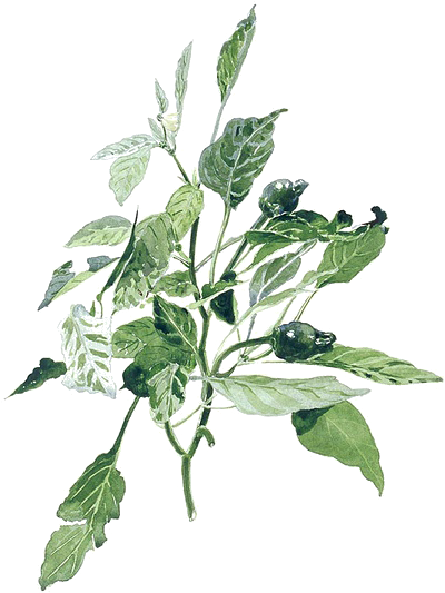 Watercolor Painting Illustration - Plants Painting Png (432x600)