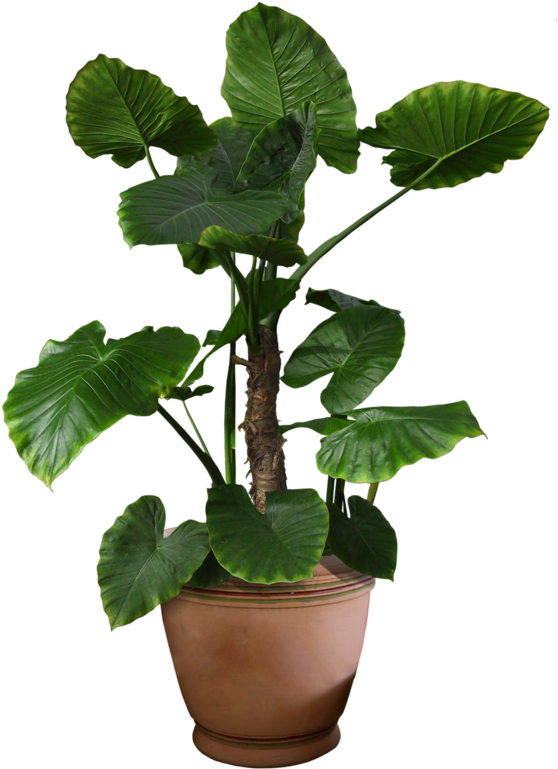 Plants Flower Portable Network Graphics Tree Psd - Fcowqkwazpls Bathroom Racks/bathroom Floor To Ceiling (581x800)