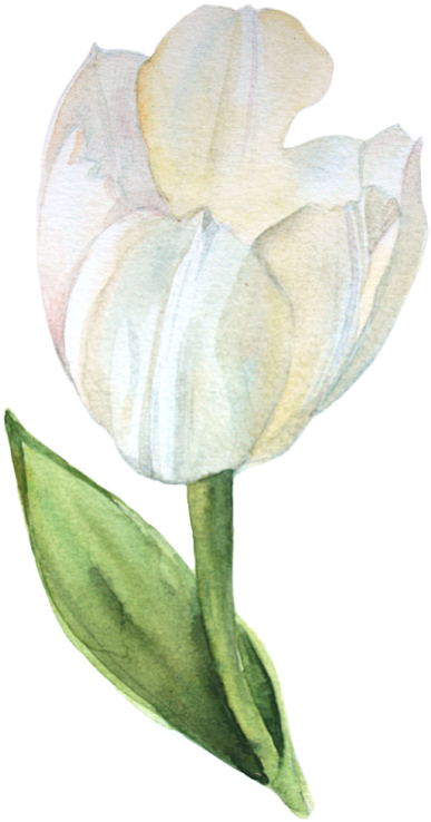 Watercolor Tulips - Watercolor Painting (509x800)