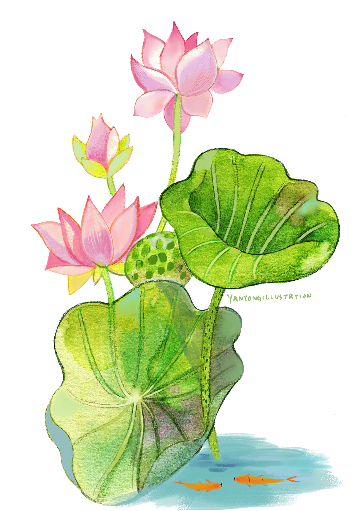 Watercolor Painting Nelumbo Nucifera - Sacred Lotus (1200x1786)