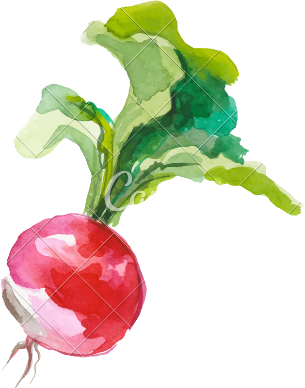 Watercolor Painting Of A Tomato Plant Vector Illustration - Watercolor Vegetables (800x800)