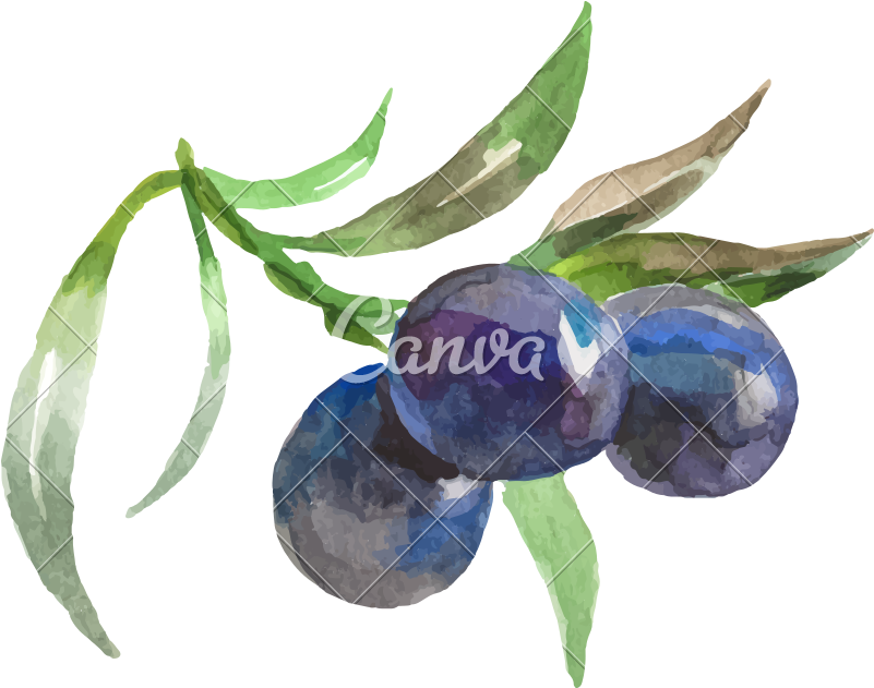 Watercolor Painting Of Grapes Vector Icon Illustration - Water Color Vegetables (800x800)