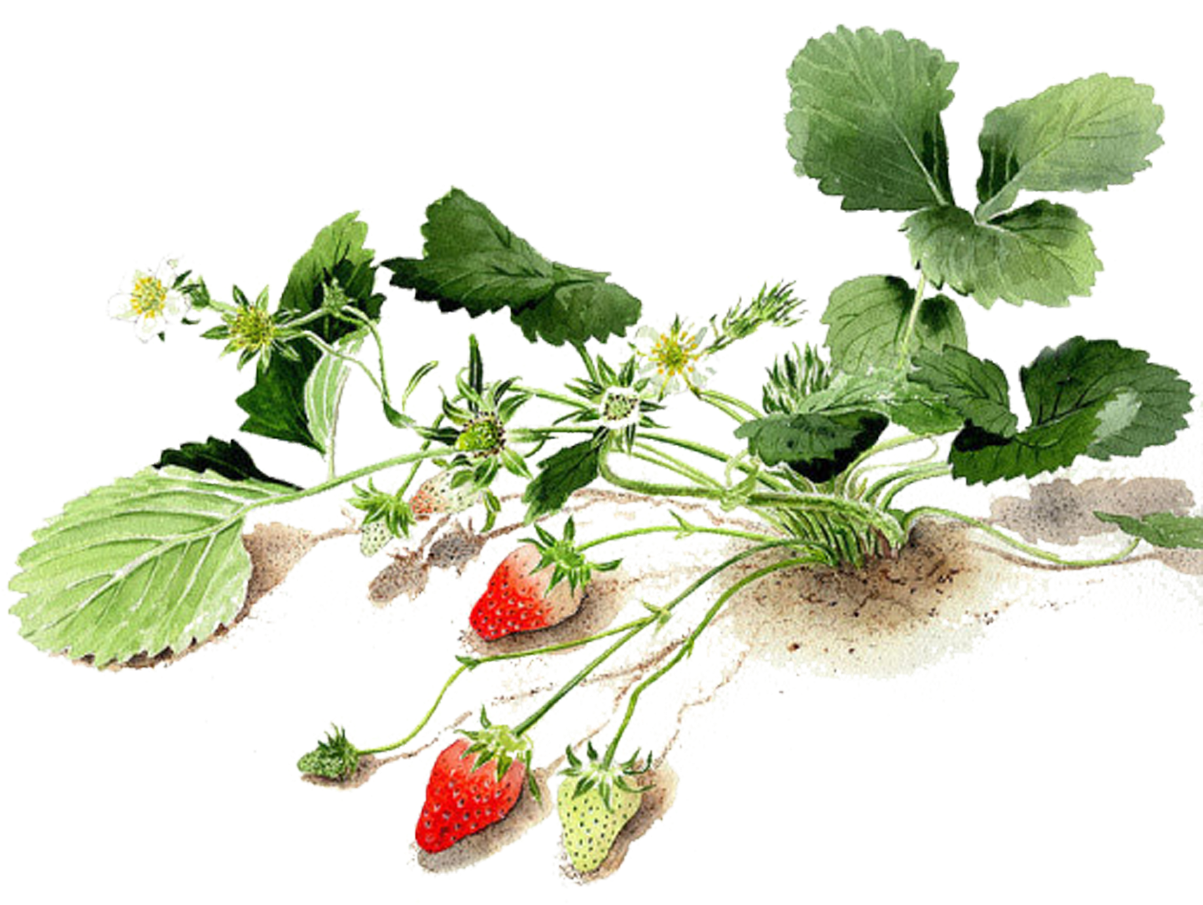 Watercolor Painting Watercolor - Watercolor Painting (1800x1800)