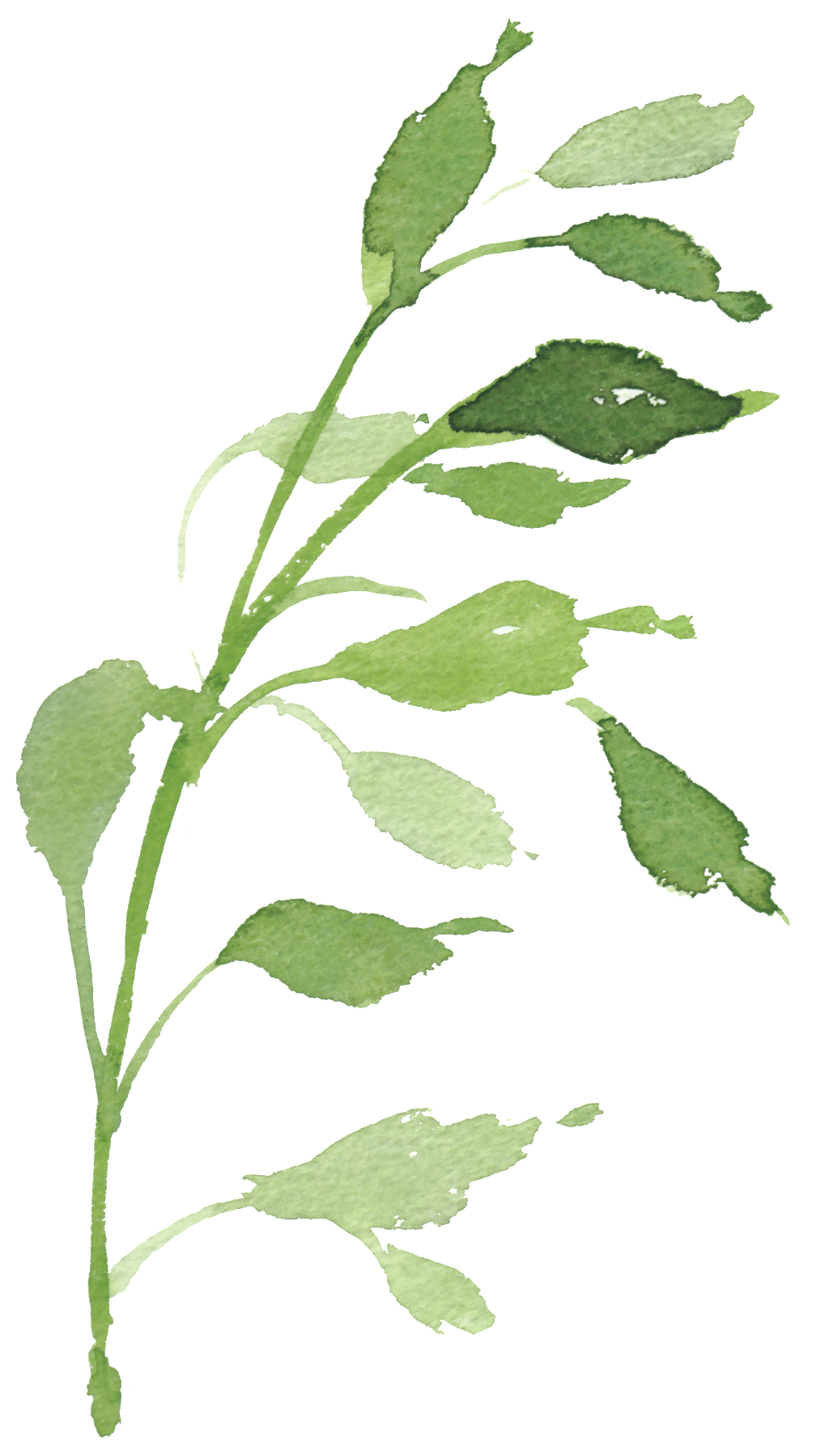Watercolor Hand-painted Green Foliage Transparent Decorative - Macrocystis (1024x1798)