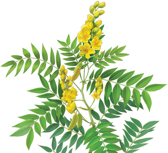 Tea Alexandrian Senna Dietary Supplement Purple Coneflower - Alvita - Herbal Senna Tea Organic - 24 Tea Bags (600x560)
