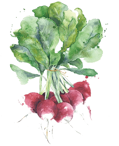 Watercolor Painting Vegetables (492x607)