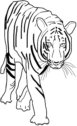 Animals, Park, Black, Africa, Outline, Drawing - Tiger Clipart (640x429)