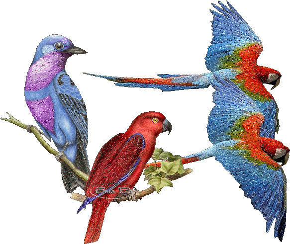 Birds Sticker - Macaw Gif Transparent (658x539)