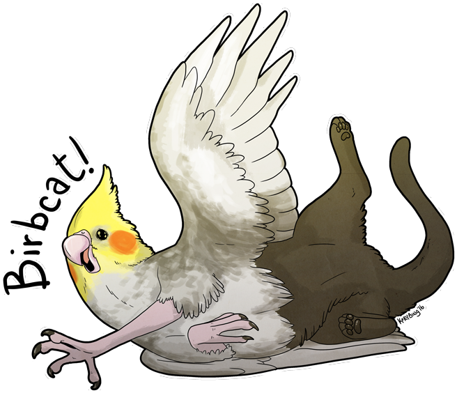 I Love Her Stuff And I Love All Her Birds - Cockatiel (800x618)