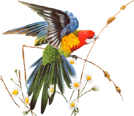 Parrot - Flying Eastern Rosella (461x399)