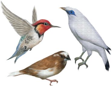 Mmarcia Gif Pássaros Birds - Birds Png (400x313)