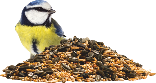 Ready Made Birdfood Ecbaits - Garden Birds By Stephen Moss (500x266)