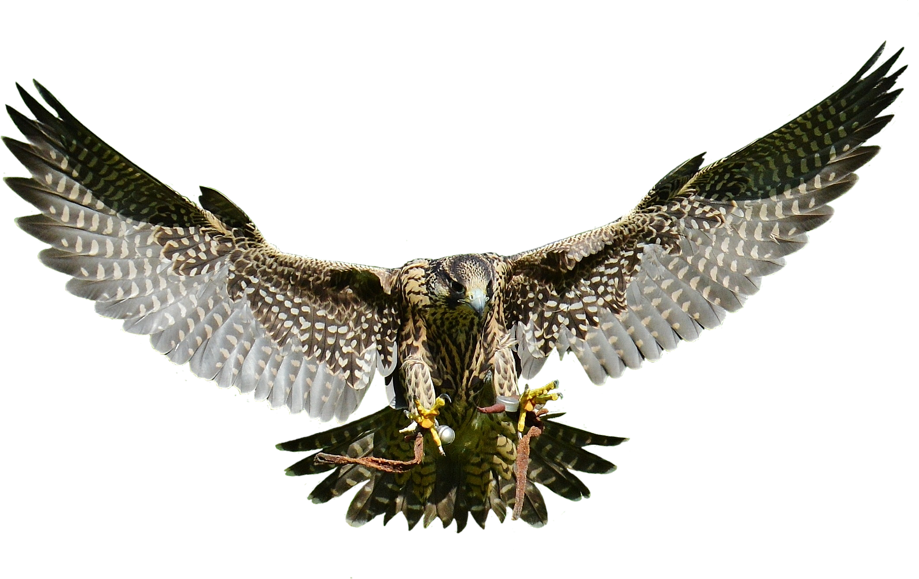 Swooping Falcon - Wild Animal Transparent Png (1869x1177)