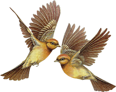 Birds - Moving Images Of Birds (400x361)