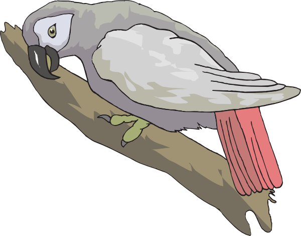 Free Parrot Clipart Png Parrot Icons Clip Arts Royalty - African Grey Parrot Clipart (600x470)