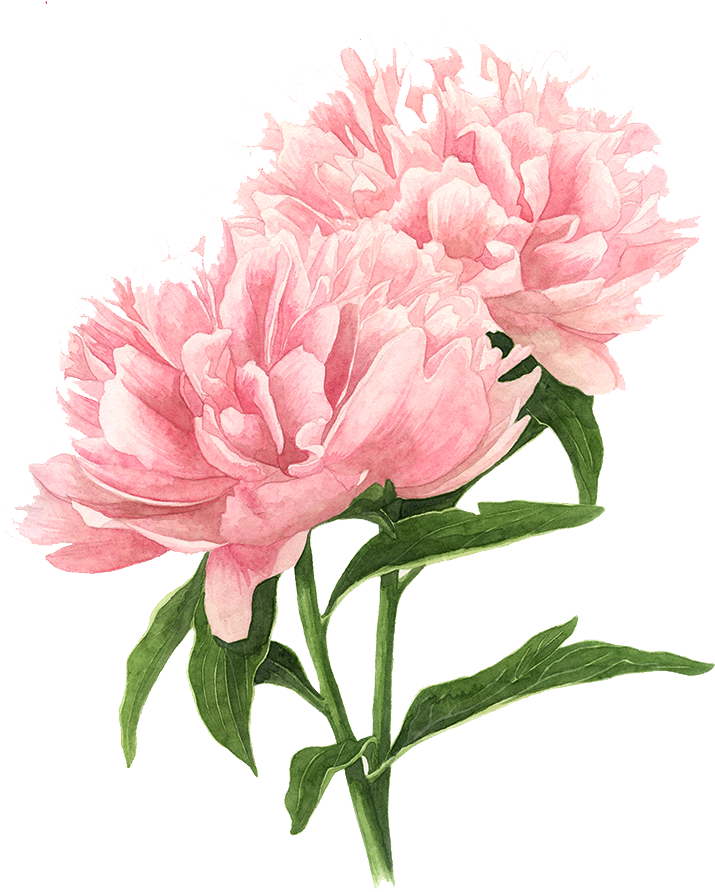 Flower Drawings Tree Peony Watercolor Painting - Peony Painting (750x953)