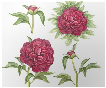 Watercolor Illustration Of Peony Flowers Poster • Pixers® - Lịch Tháng 8 2018 (400x400)