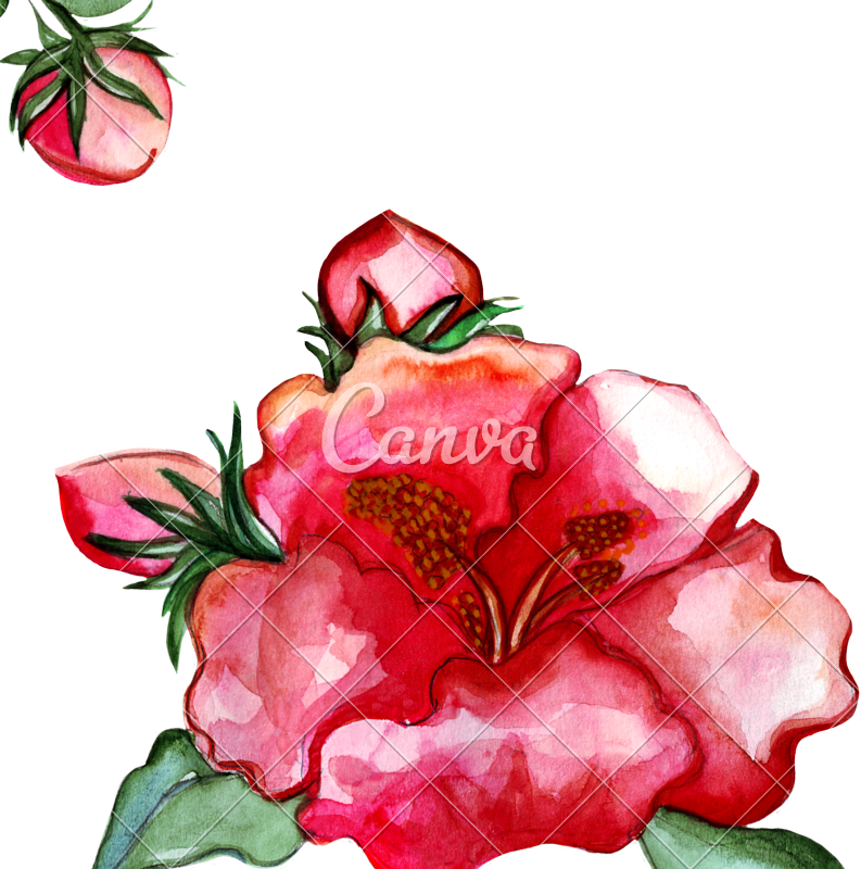 Illustration Peony Flower - Illustration Peony Flower (793x800)
