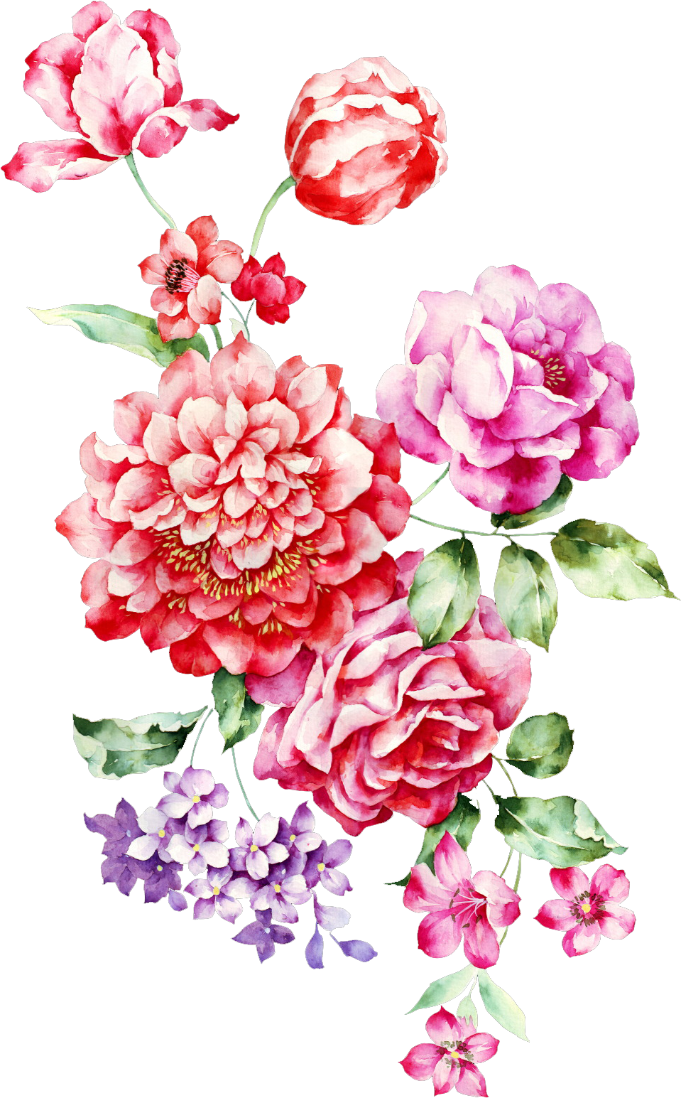 Rosa Chinensis Garden Roses Centifolia Roses Flower - Flower (1024x1597)