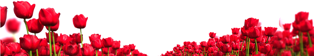 Red Edge Rose Cartoon Transparent - Portable Network Graphics (1024x240)