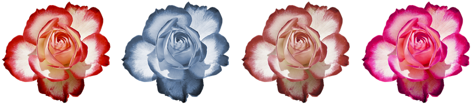 Rose, Flower, Rose Blooms, Beauty, Romantic, Fragrance - Deutsch Finnisch Bibel: Lutherbibel 1912 - Pyhä Raamattu (960x219)