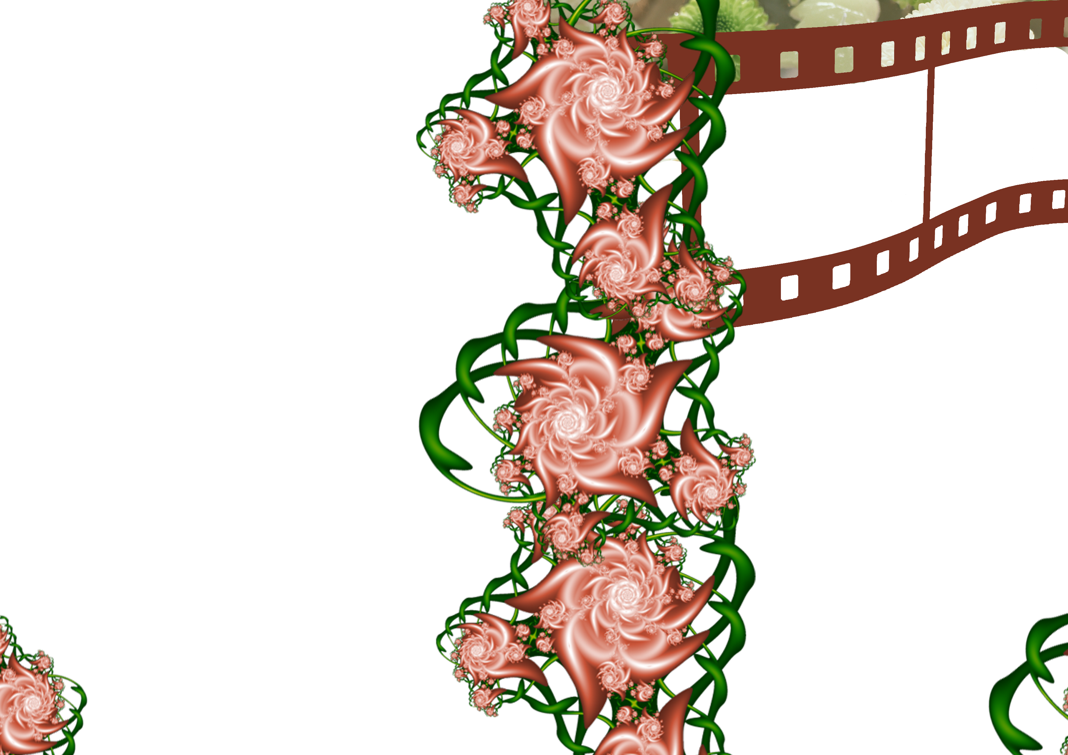 Flower Frame Psd And Png Frames Genuardis Portal - Garden Roses (3508x2480)