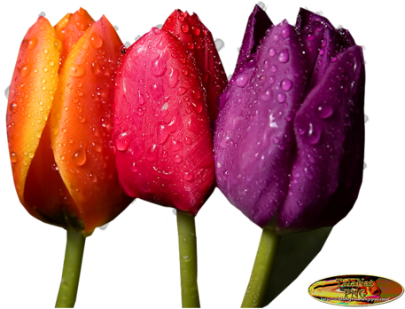 Фотографии В Альбоме «цветы Из Инета - Spring Flowers Background (500x397)