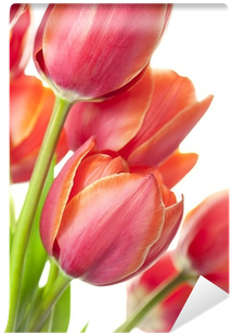 Carta Da Parati Fresh Tulipani Bella / Isolato Su Bianco - Tulip (400x400)