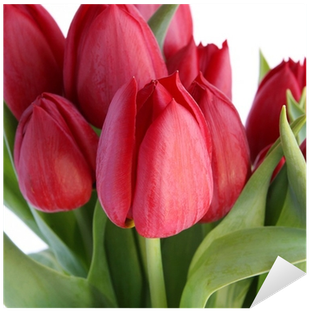 Vinilo Pixerstick Tulipanes Rojos Sobre Fondo Blanco - Sprenger's Tulip (400x400)
