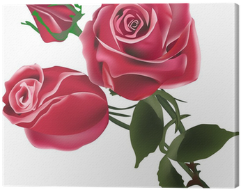 Obraz Na Plátně Dvě Červené Růže Květiny A Bud Na Bílém - Flower (400x400)