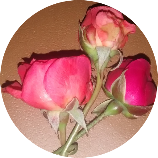 Common Peony (512x512)