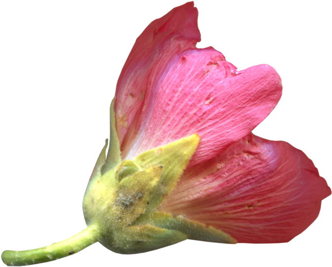 Рубрики - Desert Rose (699x571)