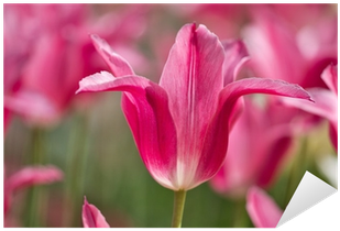 Vinilo Pixerstick Rosa Flor De Tulipán En El Fondo - Flower (400x400)