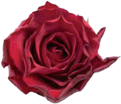 For Computer Sandra Underwood - Watercolor Painting (500x500)